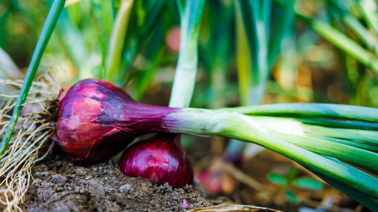 red onions sitting on garden dirt