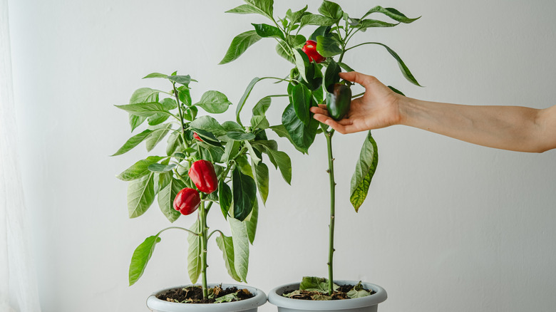 Hand checking the growth of potted bell pepper plants