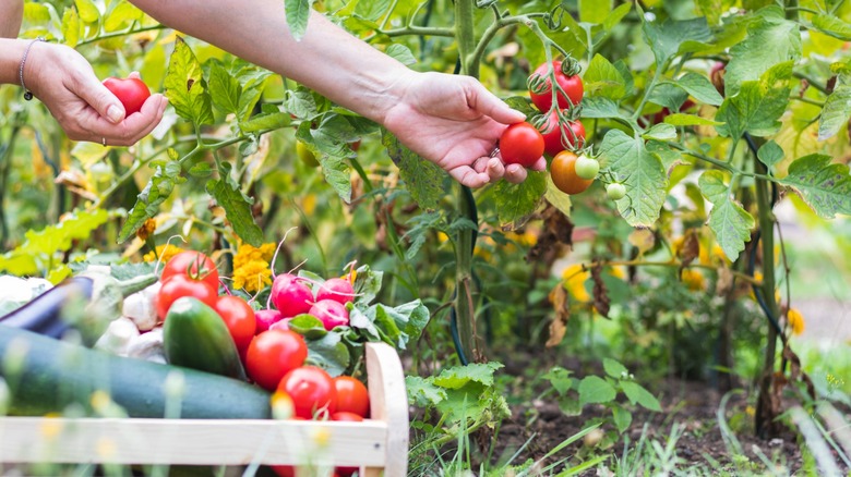 hands pull ripe tomatoes off growing plants