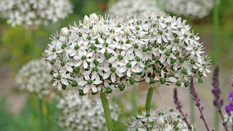 White Allium nigrum, black garlic, in flower