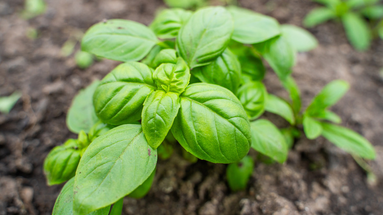 A basil plant in soil