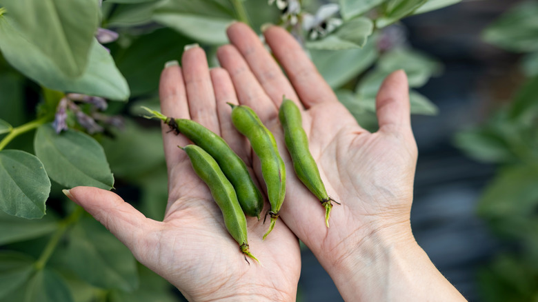 Freshly picked fava beans