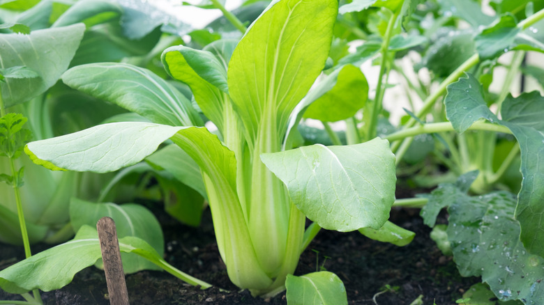 Bok choi growing in a plot