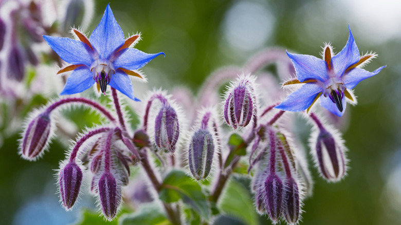 Close-up of borage flowers