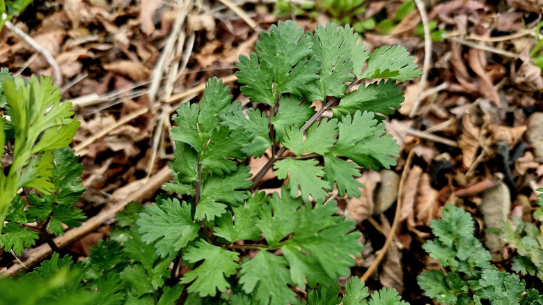 Close-up of cilantro