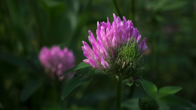 Close up of a red clover flower