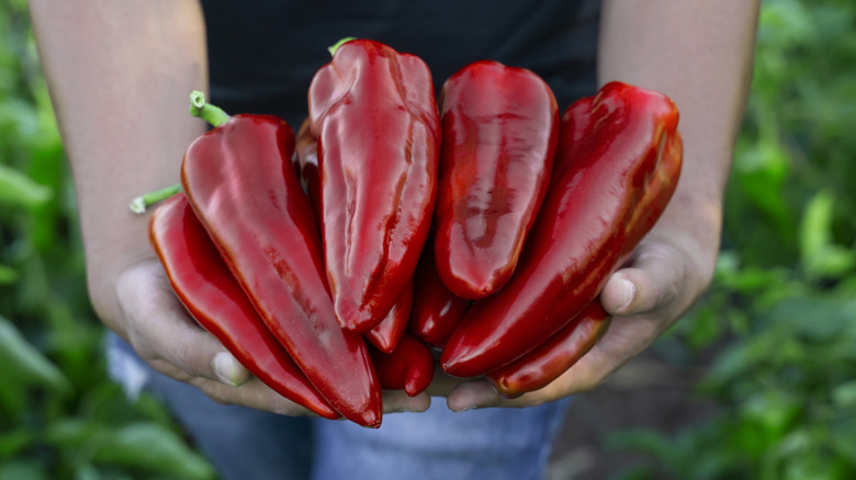 Someone holding lots of peppers