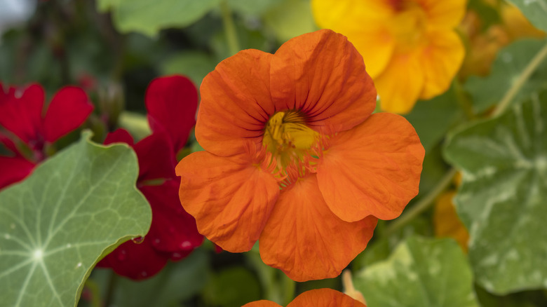 Close-up of nasturtium flowers