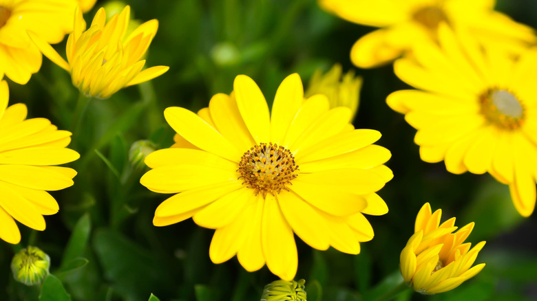 Calendula officinalis