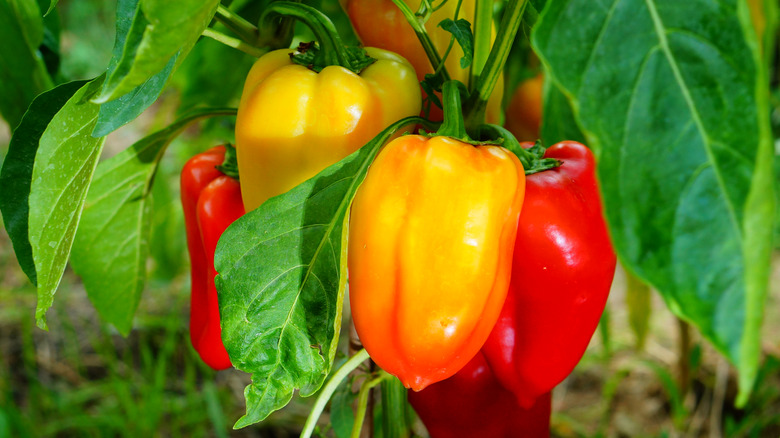 Red and yellow bell peppers on the plant