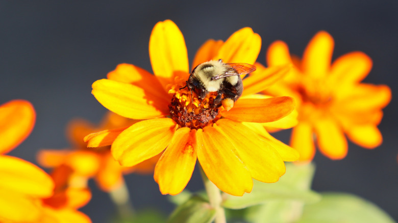 Close-up of a bee on a zinnia flower