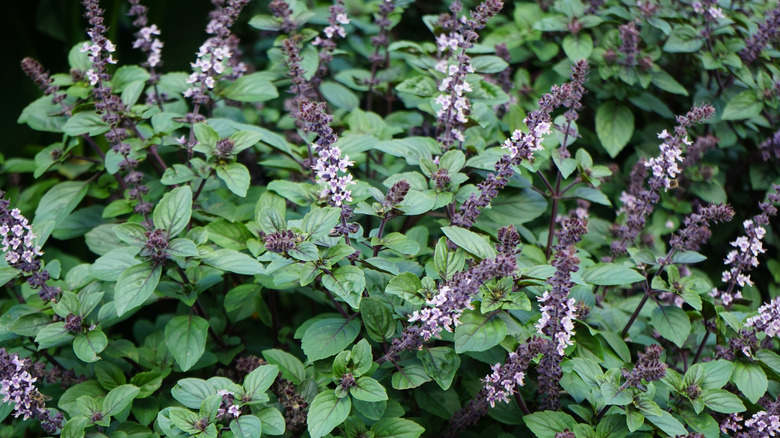 African blue basil plant