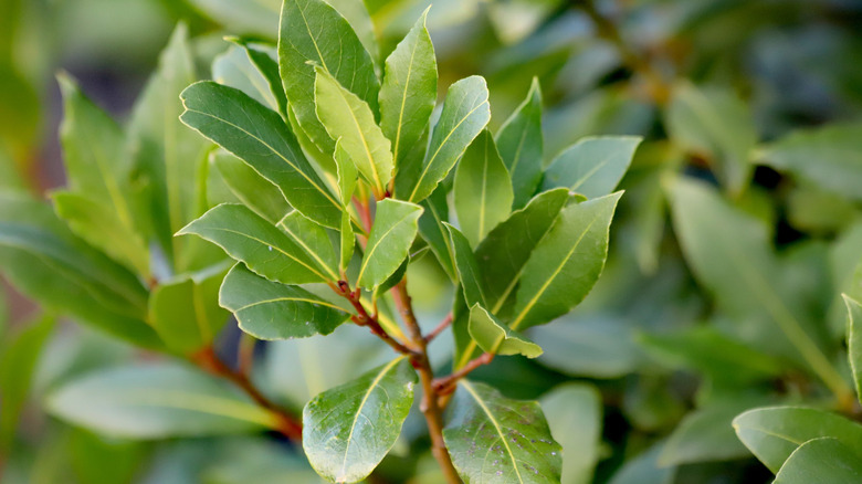Bay leaves on a tree