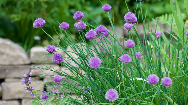 Purple chives in a garden