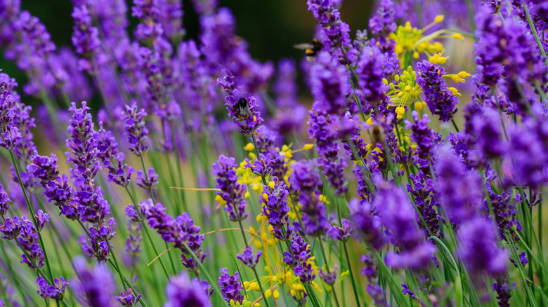 Close-up of lavender flowers