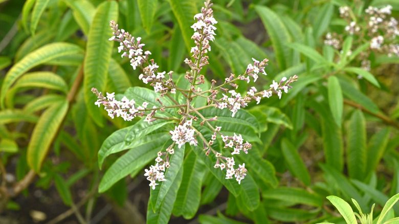 Lemon verbena in flower