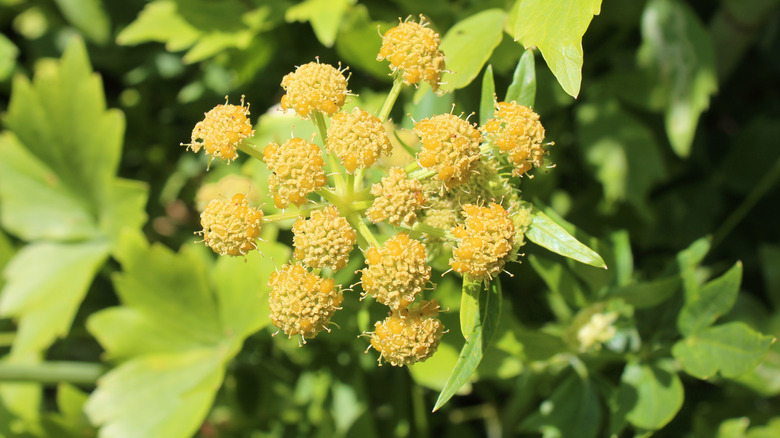 Lovage plant in flower