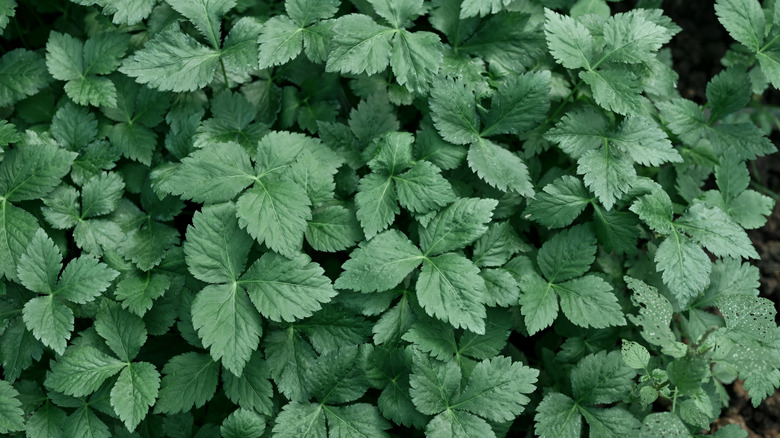 Mitsuba growing in a greenhouse