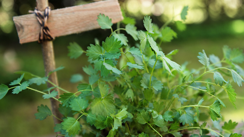 Close-up of salad burnet