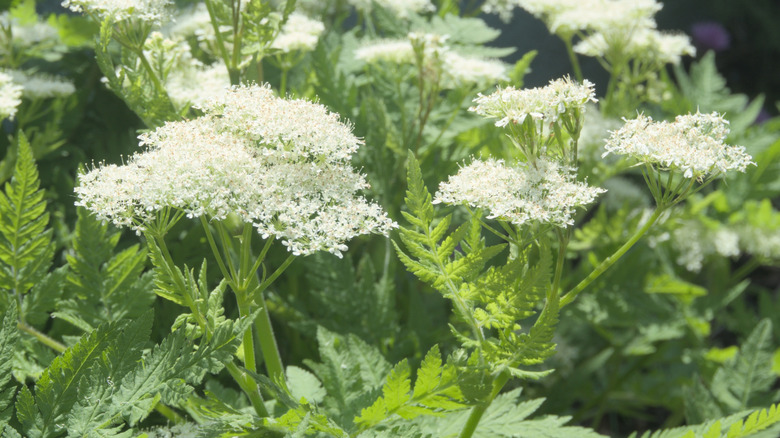 The sweet cicely plant in bloom