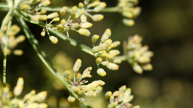 Seed of a sweet fennel plant