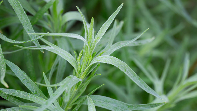 Close-up of a tarragon plant