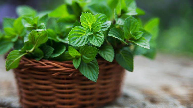 Mint plant in a small basket
