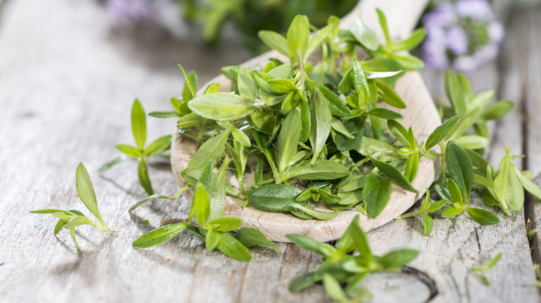Winter savory on a wooden spoon