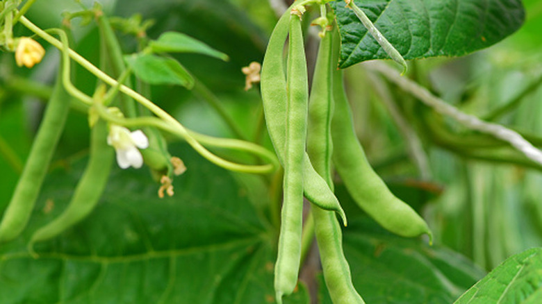 Close up of a climbing bean plant