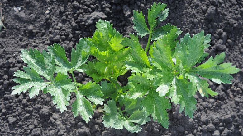 Top-down view of celery in a garden