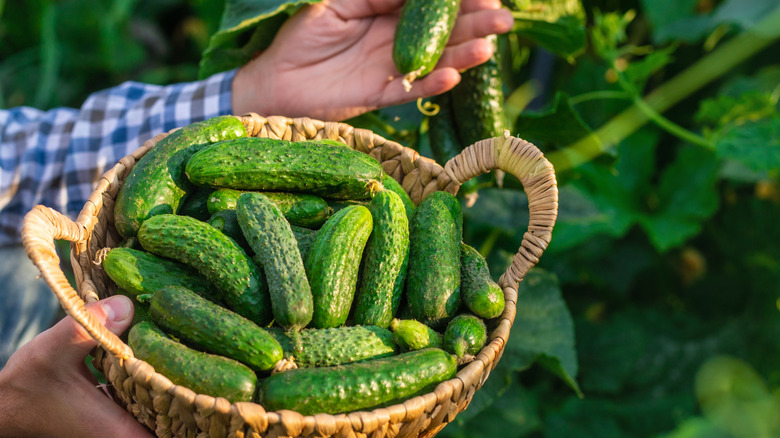 Man holding a basket of cucumbers