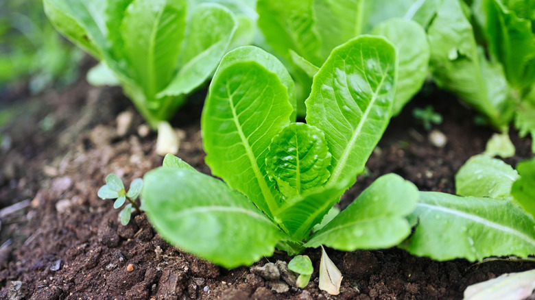 Cos lettuce growing in soil