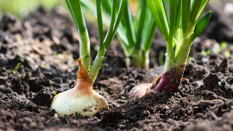 Close up of two onions in the ground