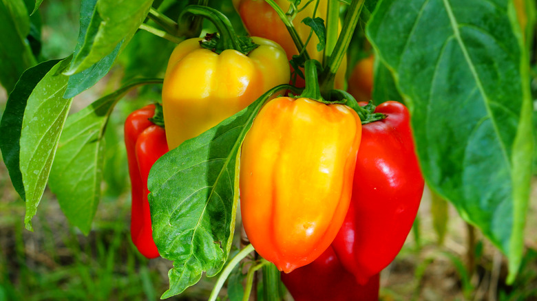 Peppers on the plant
