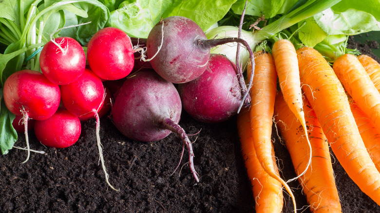 Radish, beets and carrots