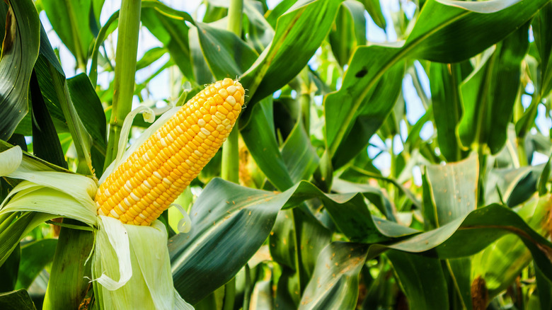 Corn cob with green leaves