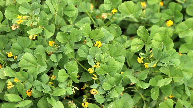 fenugreek grows lush in a garden