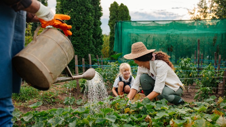 family tends vegetable garden