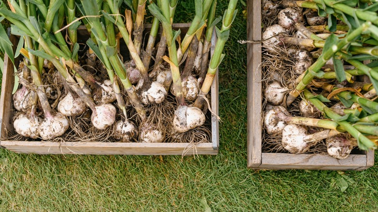 garden-grown garlic in crates