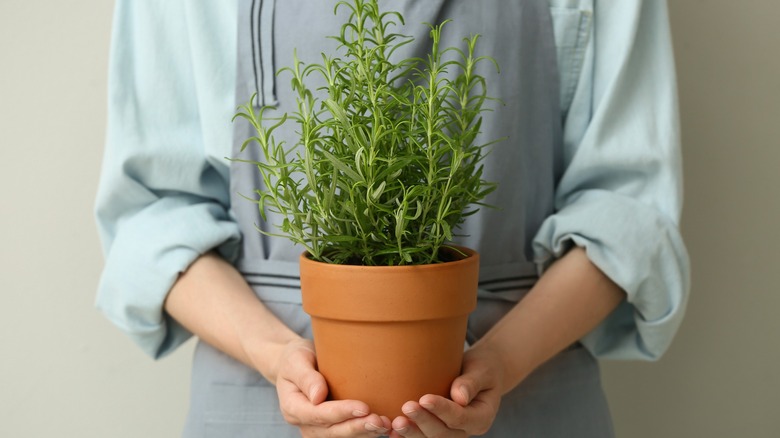 hands cradle a pot of thriving rosemary