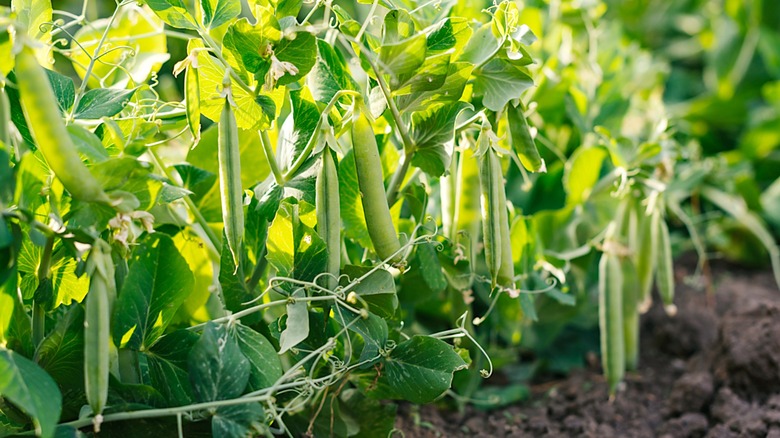 green beans grow on bean plant