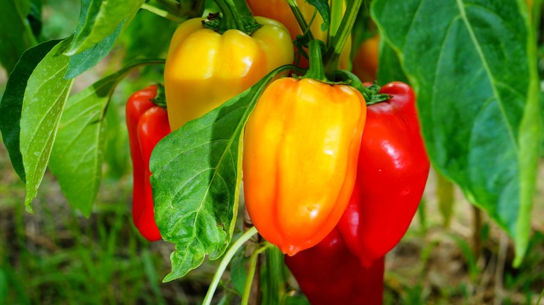 peppers grow on garden plant