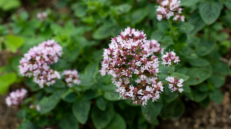 Oregano plant covered with small purple flowers