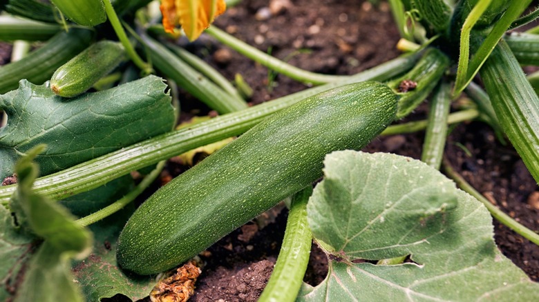 zucchini growing on a plant near the ground