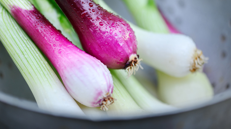 Close-up of garden onions