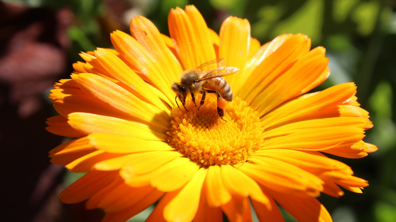 Close-up of a calendula flower