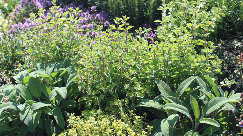 A herb garden with sage and oregano