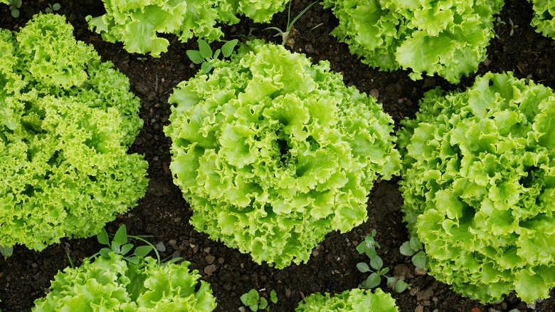 Top-down view of lettuces in a field