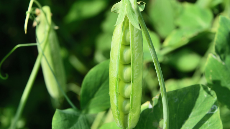 Open pea pod on a stalk growing in the vegetable garden