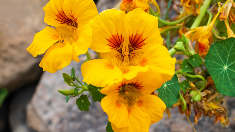 A close-up of yellow flowers on a nasturtium plant